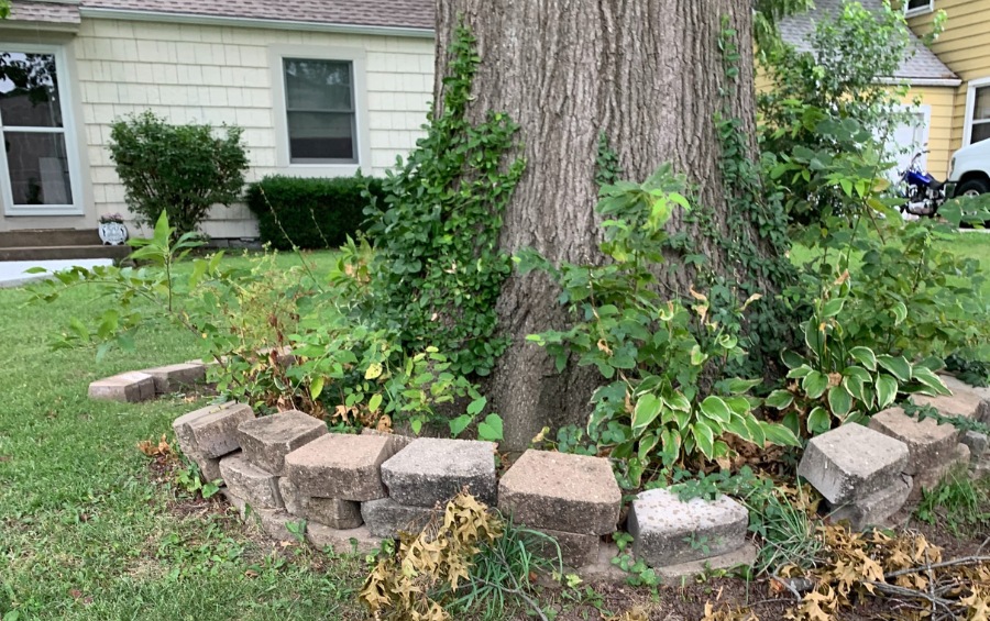 Mature tree in a residential yard with decorative block edging and signs of stress from girdling roots near the trunk.