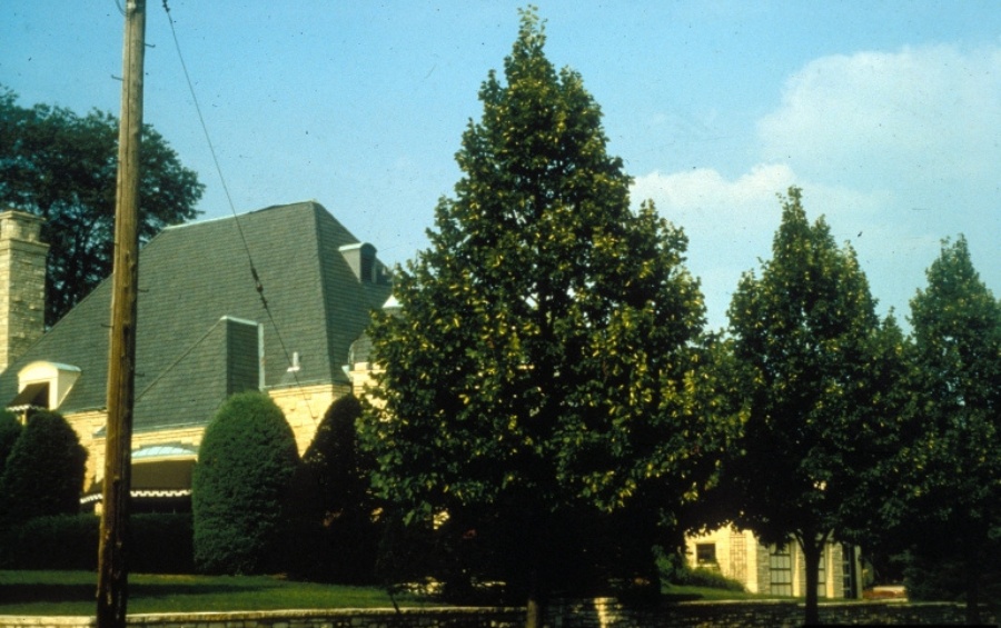 Row of healthy American basswood trees lining a Des Moines residential street showing medium-sized canopy coverage.