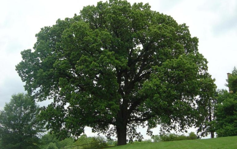 Large mature bur oak in Des Moines area showing the potential size of native species when properly established.