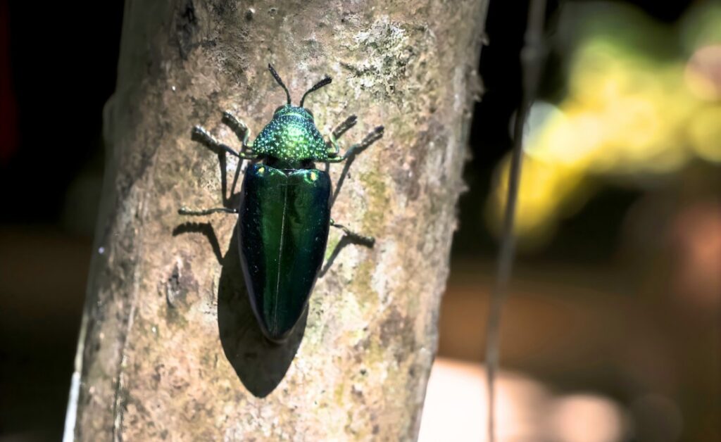 A metallic emerald green adult emerald ash borer beetle resting on a pale gray tree branch.