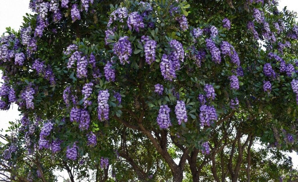 Mature Texas mountain laurel in full bloom with cascading purple flower clusters and glossy evergreen leaves.
