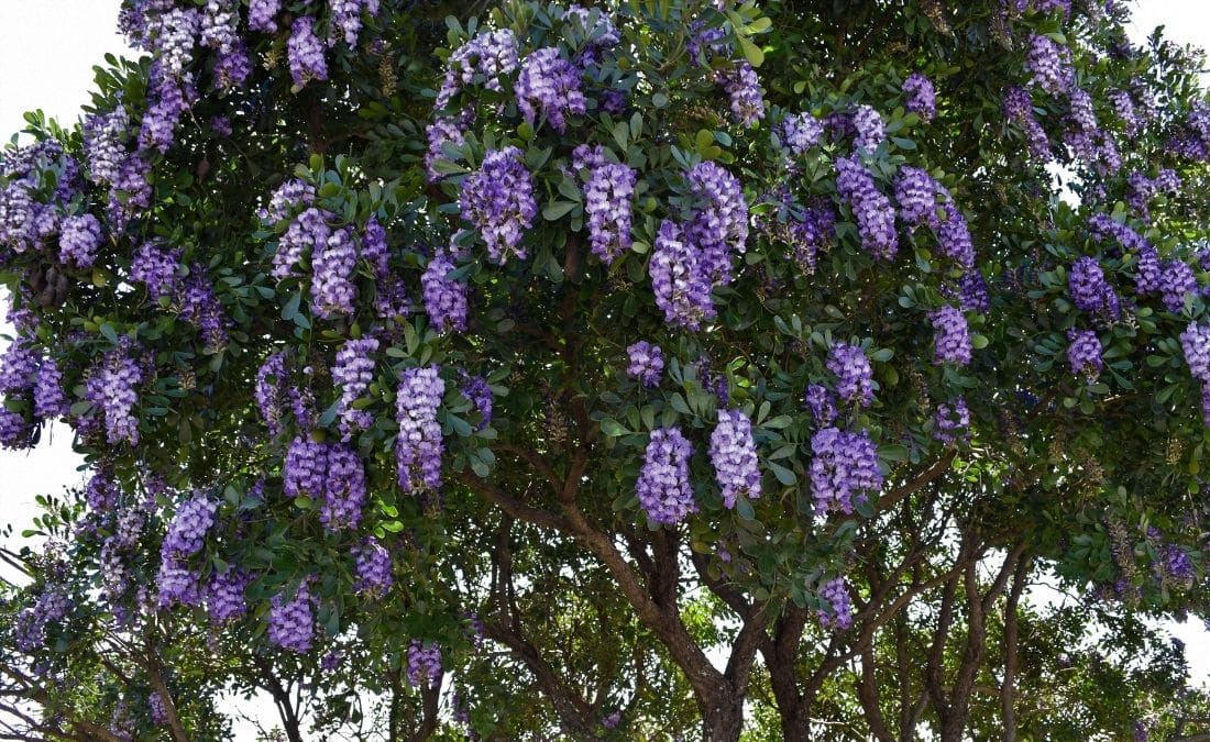 Mature Texas mountain laurel in full bloom with cascading purple flower clusters and glossy evergreen leaves.