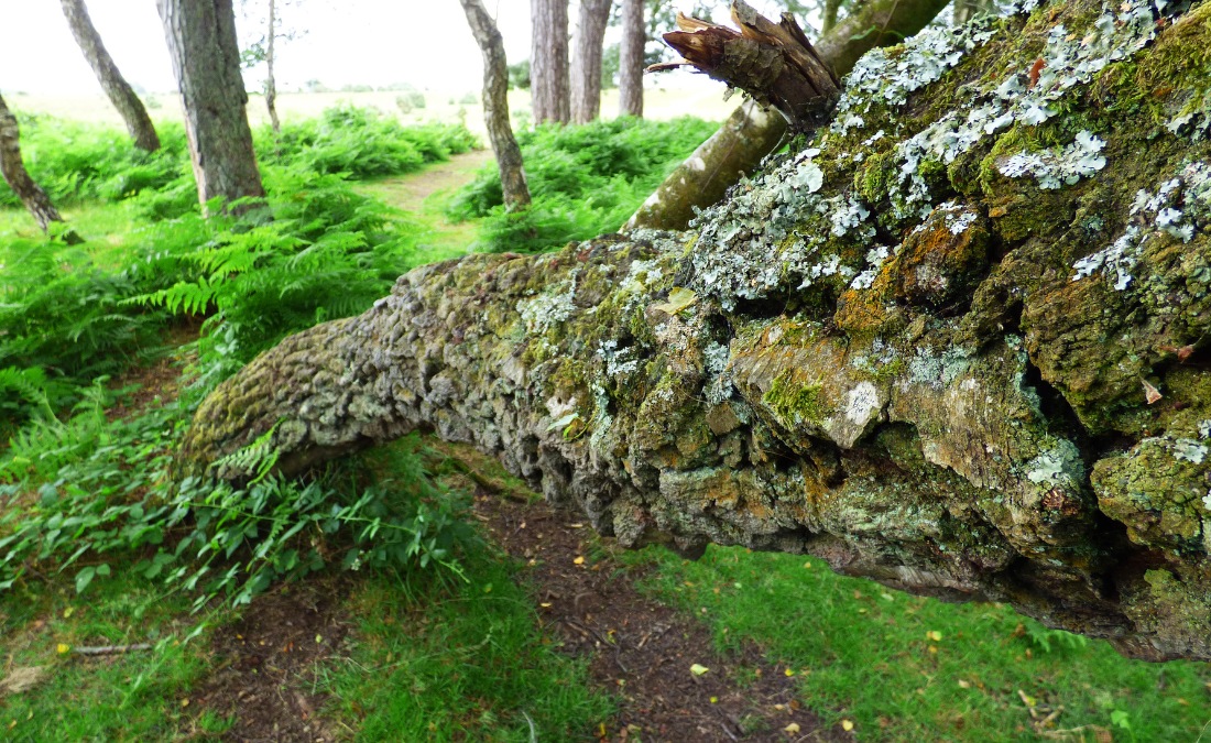 A large tree leans heavily to one side, its thick trunk covered in lichen and rough bark, with a visible break at the top where a major limb has snapped off.