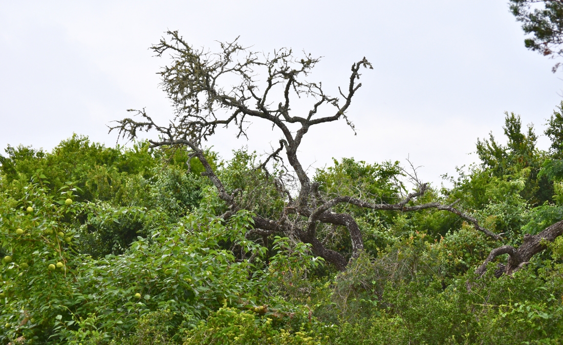 A dead oak tree with bare, twisted branches rises above dense green vegetation, showing the stark contrast of oak wilt mortality against healthy surrounding growth.