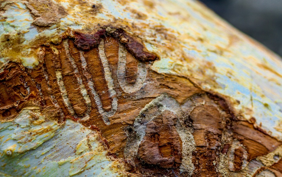 Peeled ash bark revealing a dense network of S-shaped galleries where emerald ash borer larvae fed through the light-colored wood beneath.