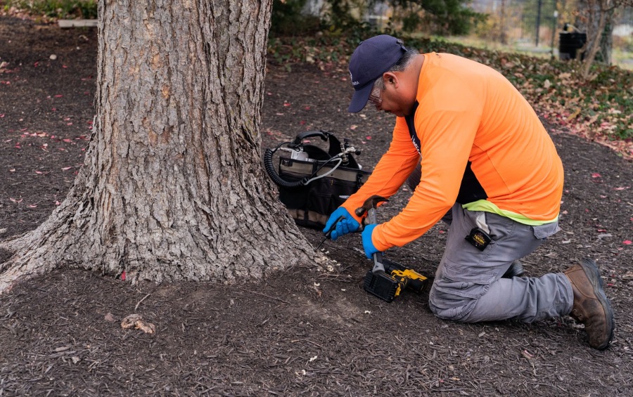 Several white injection ports are inserted around the base of a large tree trunk in a grassy yard with a decorative boulder nearby.