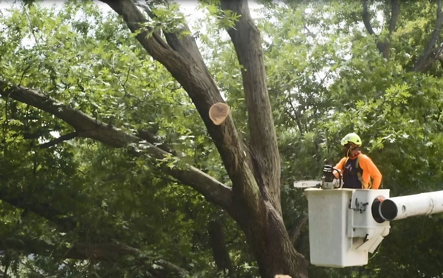 Arbor Masters arborist working from a bucket truck in a mature shade tree canopy, with a fresh pruning cut visible on a large branch.
