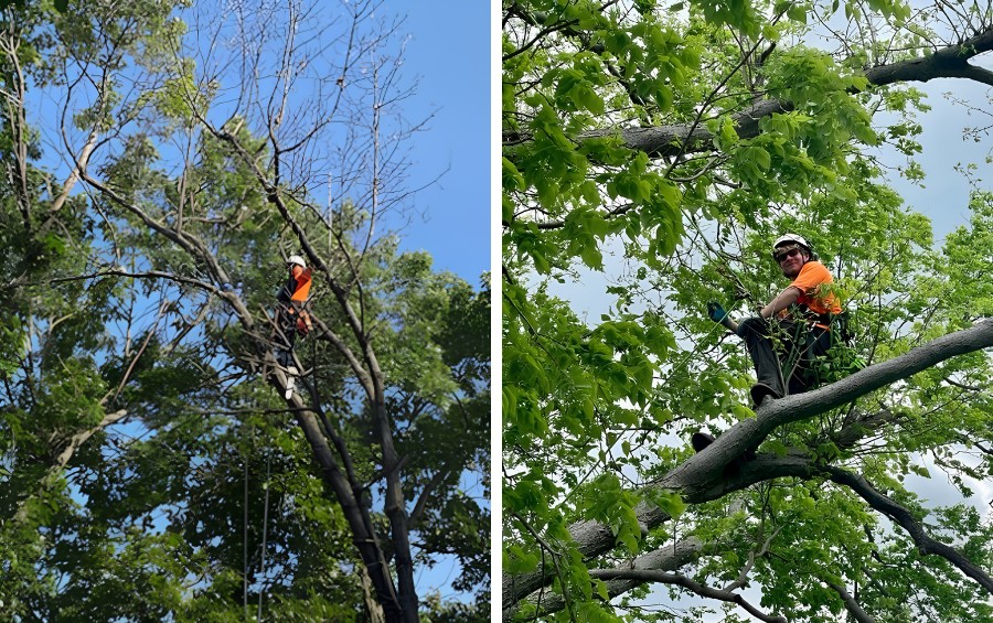 Two views of a harnessed Arbor Masters climber working high in a tree canopy, wearing a helmet and hi-vis safety gear.