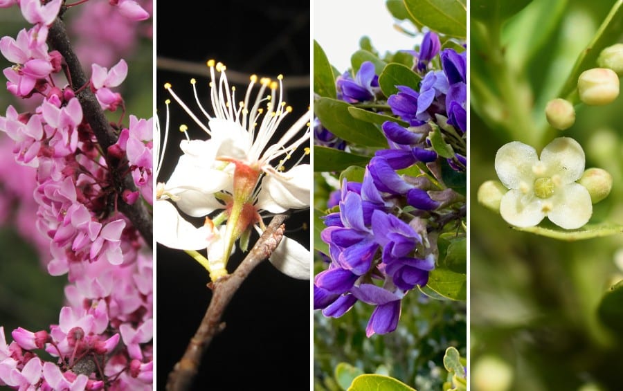 Close-up composite of the four North Texas spring bloomers—pink redbud, white Mexican plum, purple Texas mountain laurel, and greenish-white possumhaw holly flowers.