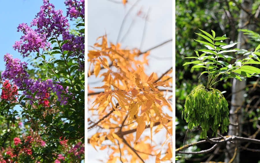 Three-panel image showing pink and purple crape myrtle flower clusters against a blue sky, golden-orange Chinese pistache leaves in fall, and a cluster of green winged seeds hanging from a Texas ash branch.