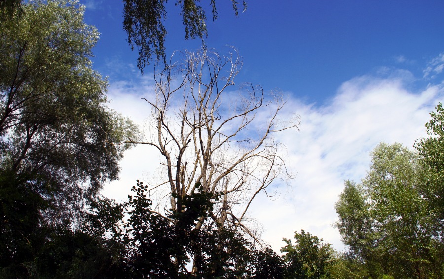 A dead tree with bare, pale branches and no leaves rises above surrounding green trees against a blue sky with scattered clouds.