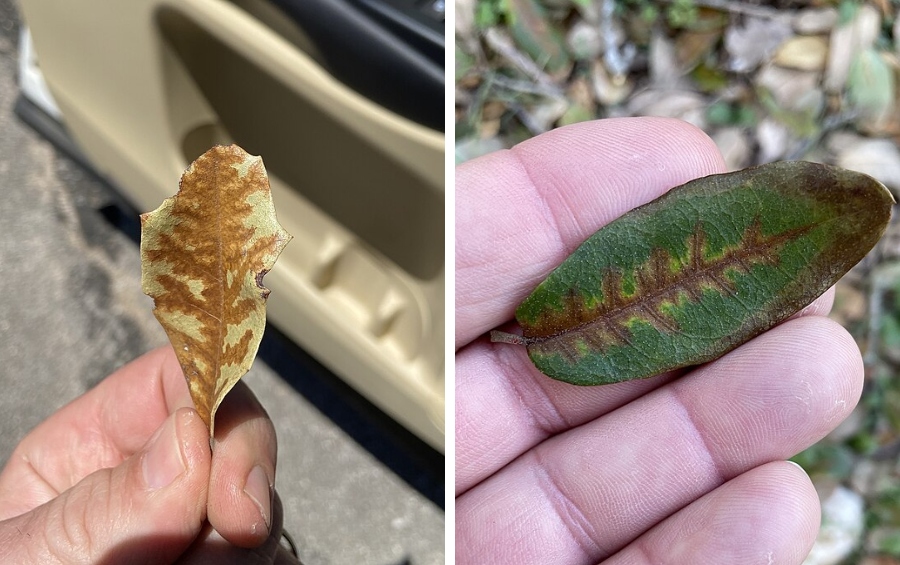 A side-by-side comparison of two oak wilt leaves held in a person's hand, one showing advanced brown and tan veinal necrosis and the other showing earlier-stage brown vein discoloration against still-green leaf tissue.