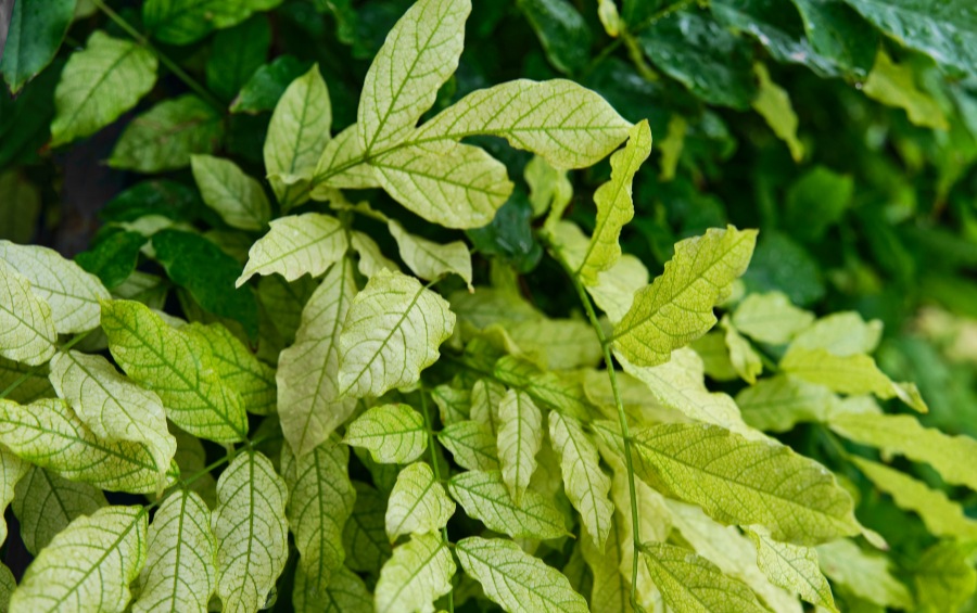 A cluster of pale yellow-green leaves with darker green veins still visible, showing the striped pattern of interveinal chlorosis against a backdrop of healthy dark green foliage.