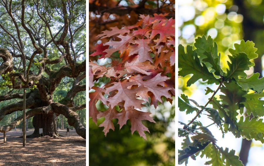 A three-panel image shows a massive live oak with sprawling low branches, red-brown deeply lobed Shumard oak leaves in fall color, and bright green bur oak leaves on a sunlit branch.