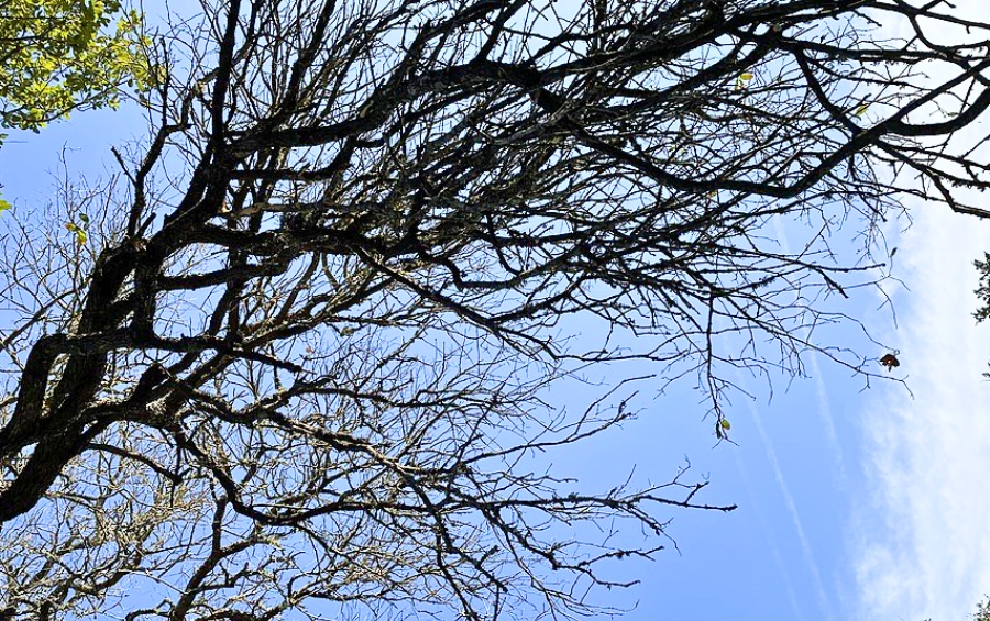 Bare, leafless branches of a large oak tree silhouetted against a blue sky with only a few scattered green leaves remaining, showing severe canopy loss from disease.