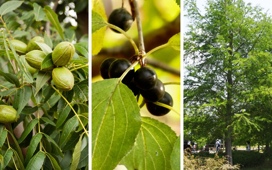 Three-panel image showing clusters of green pecans on a leafy branch, small dark berries hanging from a hackberry branch, and a tall bald cypress tree with feathery green foliage in a park setting.