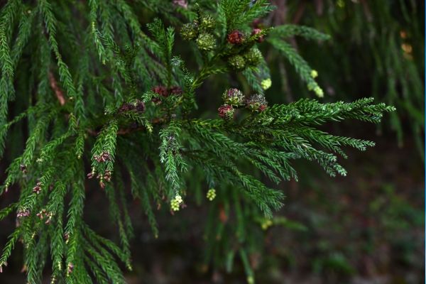 AM-Dallas-landing-page-section-cedar-elm