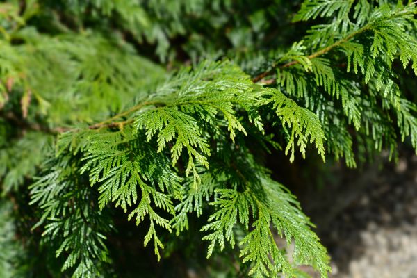 AM-Dallas-landing-page-section-eastern-red