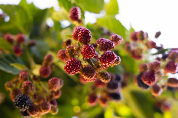 AM-Dallas-landing-page-section-mulberry-fruits