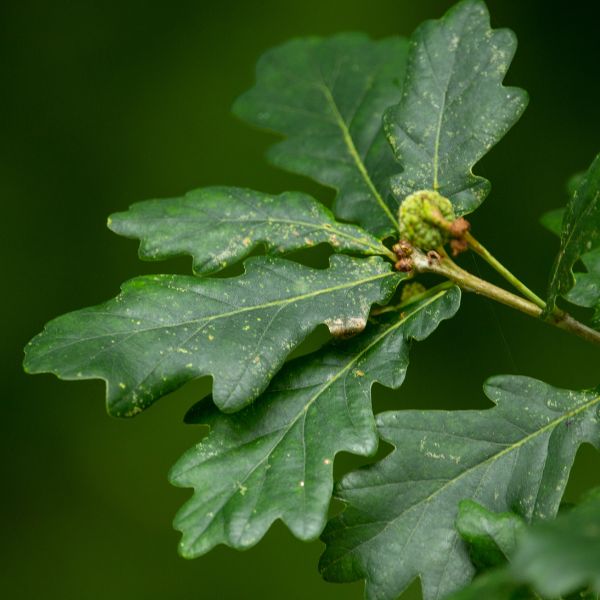 AM-Dallas-pruning-section-healthy-oak-leaf