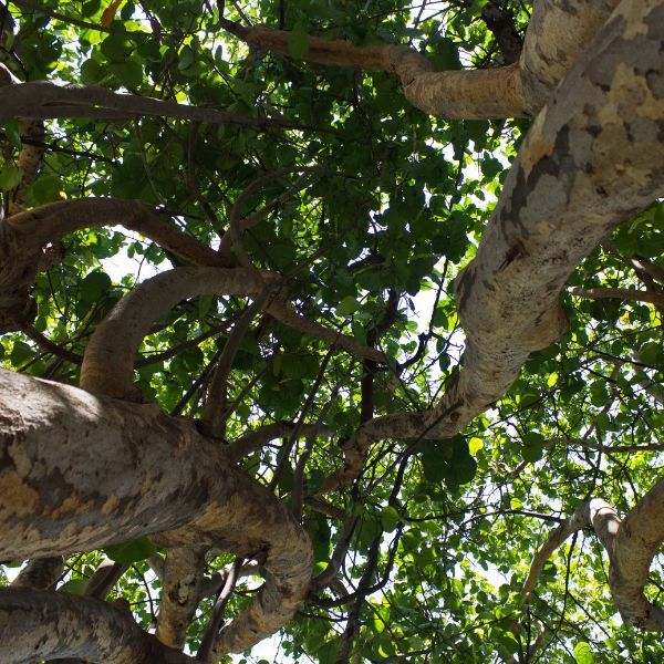 AM-Dallas-pruning-section-healthy-trees