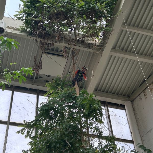 AM-Dallas-pruning-section-indoor-pruning