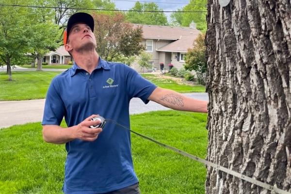 AM-Dallas-seasonal-tips-Summer-tree-assessment