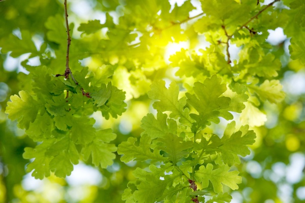 AM-Dallas-seasonal-tips-spring-oak-leaves