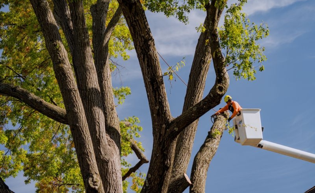 Arbor Masters crew using bucket truck to safely remove large mature tree with professional tree removal equipment.
