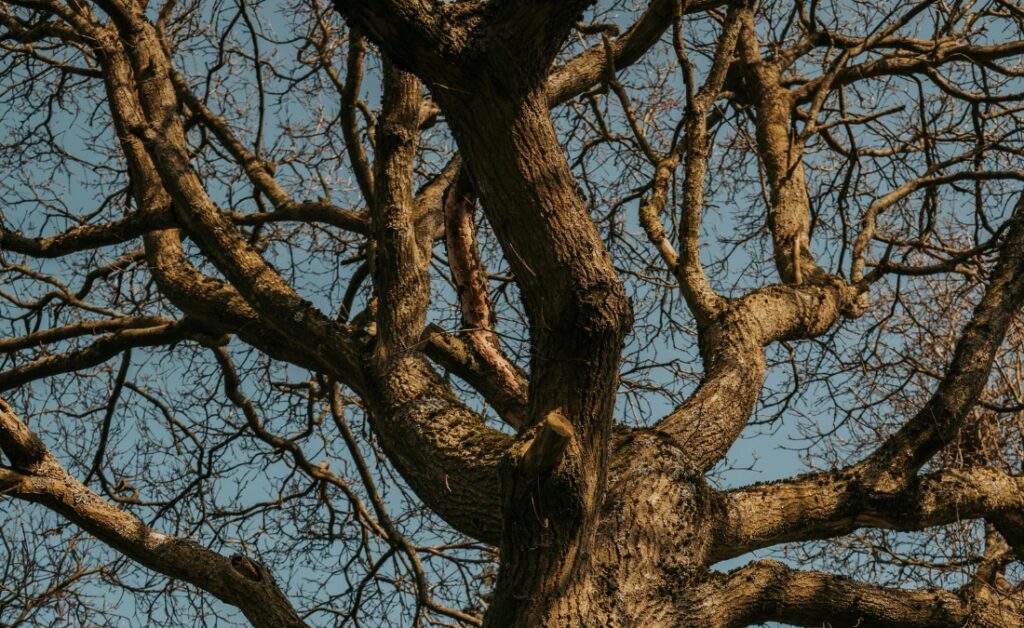Dormant oak tree against clear blue winter sky in Davenport Iowa.