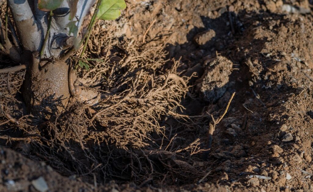 Close-up of tree roots growing in compacted, waterlogged soil in a Davenport yard.