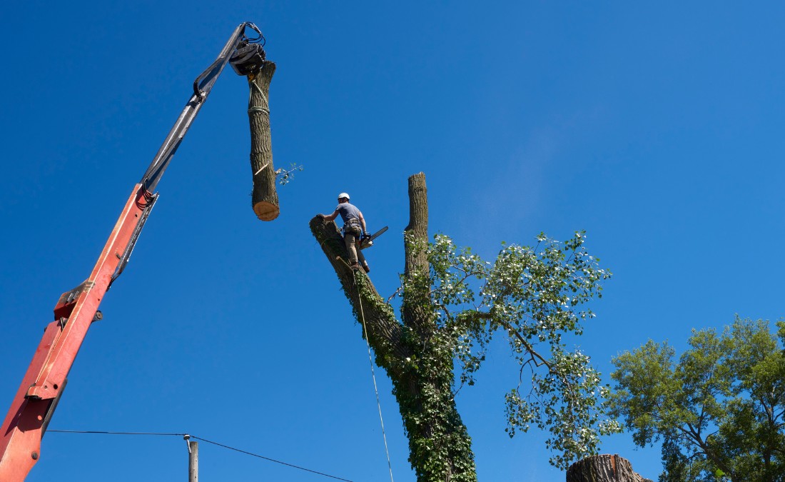 A team of arborists using a crane and a climber to dismantle a large tree and safely carry each piece to the ground.