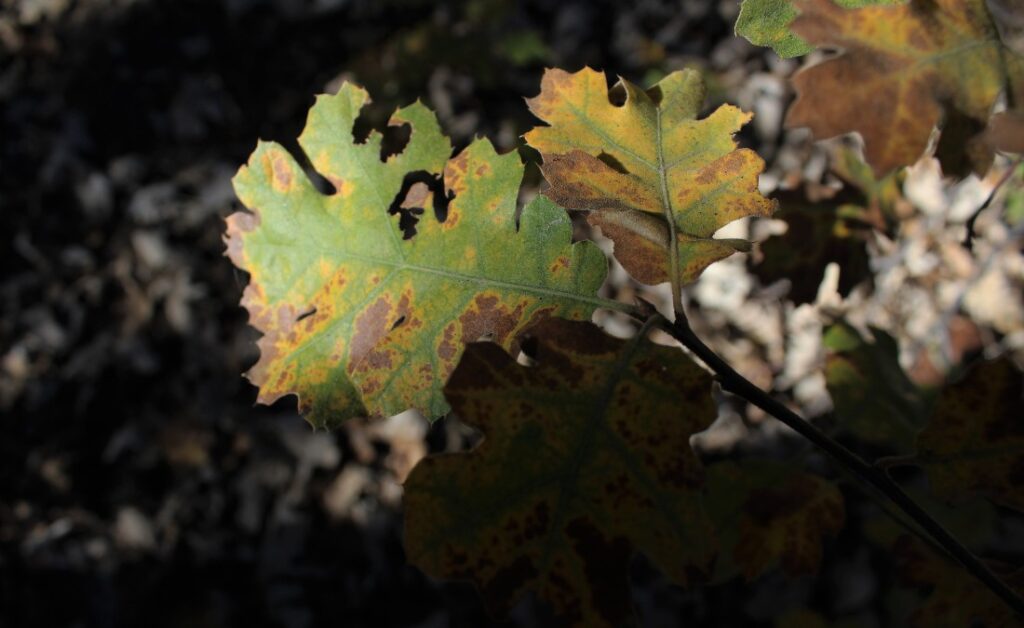Cluster of oak leaves showing early signs of oak wilt, with green leaves beginning to turn yellow and brown at the edges.