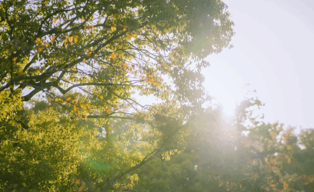 A mature tree against a bright sun in Davenport, with sunlight washing out much of the image.