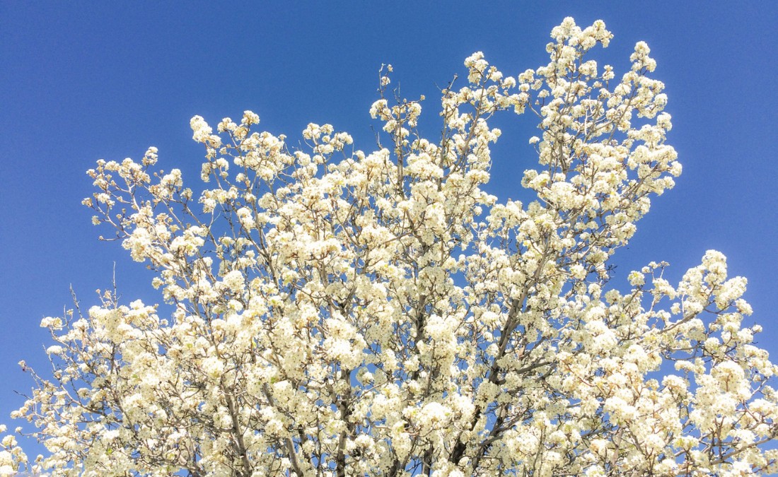 A flowering tree blooming in spring, in the Quad Cities area.