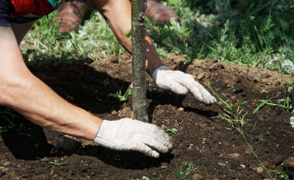 A person planting a tree on their property in Davenport, IA.