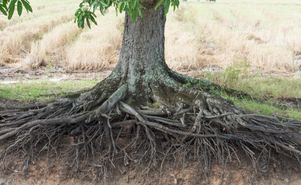 A mature tree with an extensive network of exposed roots spreading outward from the trunk at soil level.