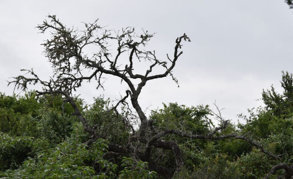 Oak tree with twisted branches, significant canopy dieback, and thinning foliage against a cloudy sky.