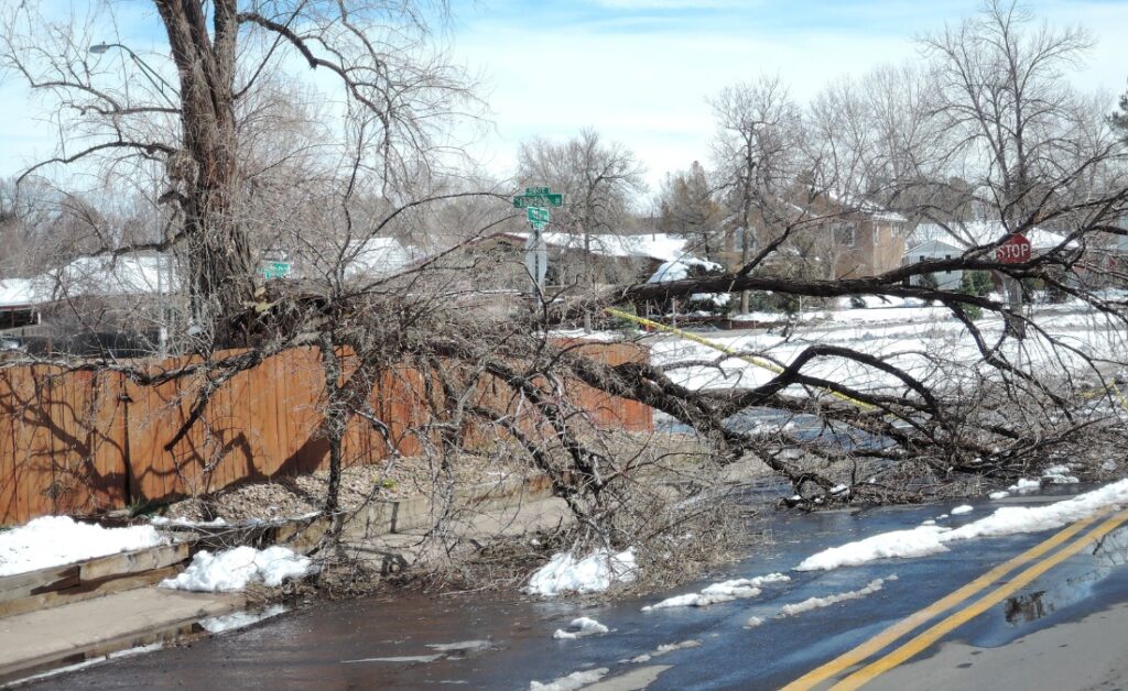 A large tree fallen across a residential street after a winter storm, with branches blocking traffic and yellow caution tape visible, snow on the ground and houses in the background.