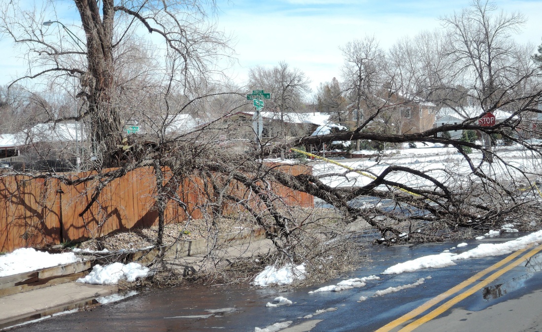 A large tree fallen across a residential street after a winter storm, with branches blocking traffic and yellow caution tape visible, snow on the ground and houses in the background.