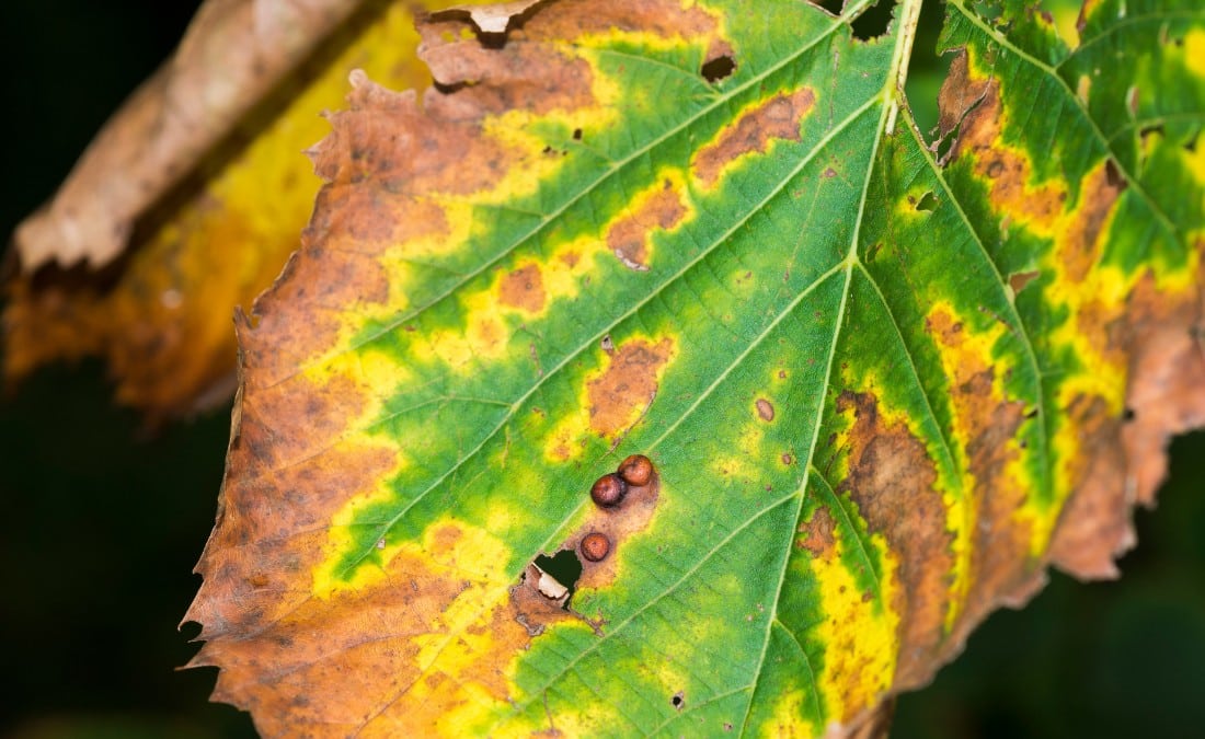 Close-up of an American elm leaf with brown, scorched margins and a yellow halo separating the dead edge from the green center, a classic sign of bacterial leaf scorch.