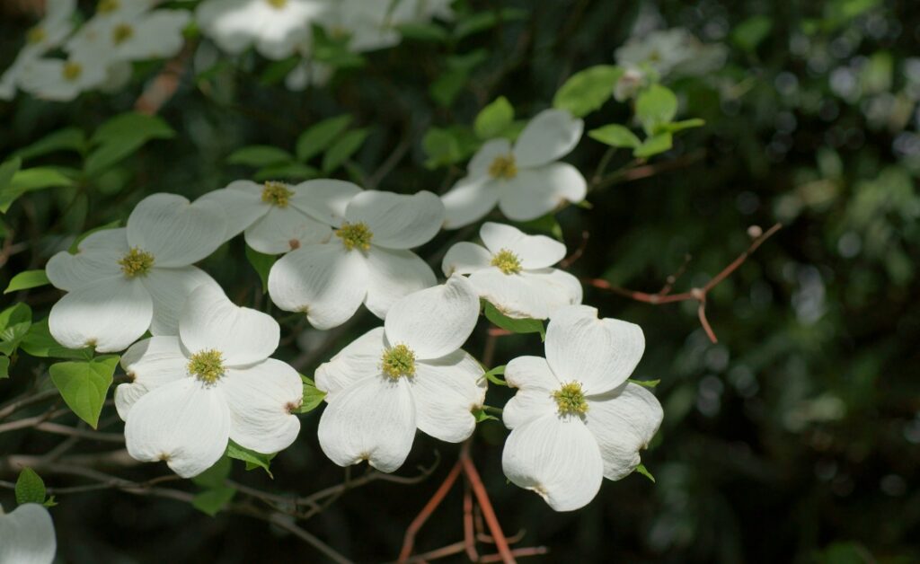 White dogwood flowers with four petals and yellow-green centers bloom on branches against dark green foliage background in spring.