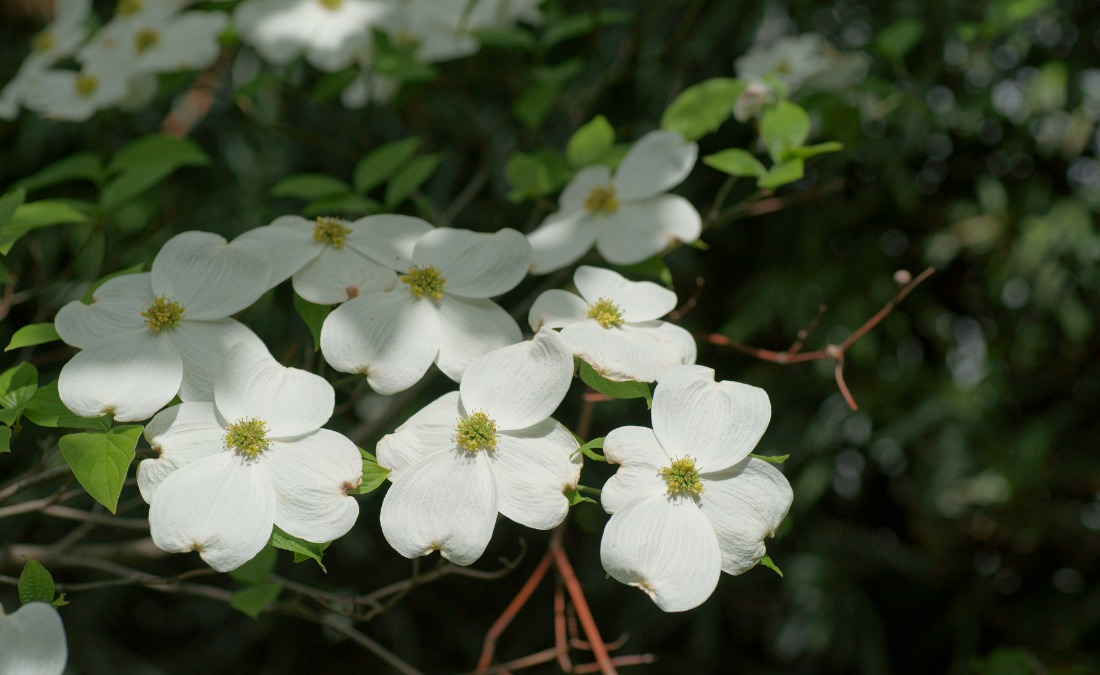 White dogwood flowers with four petals and yellow-green centers bloom on branches against dark green foliage background in spring.