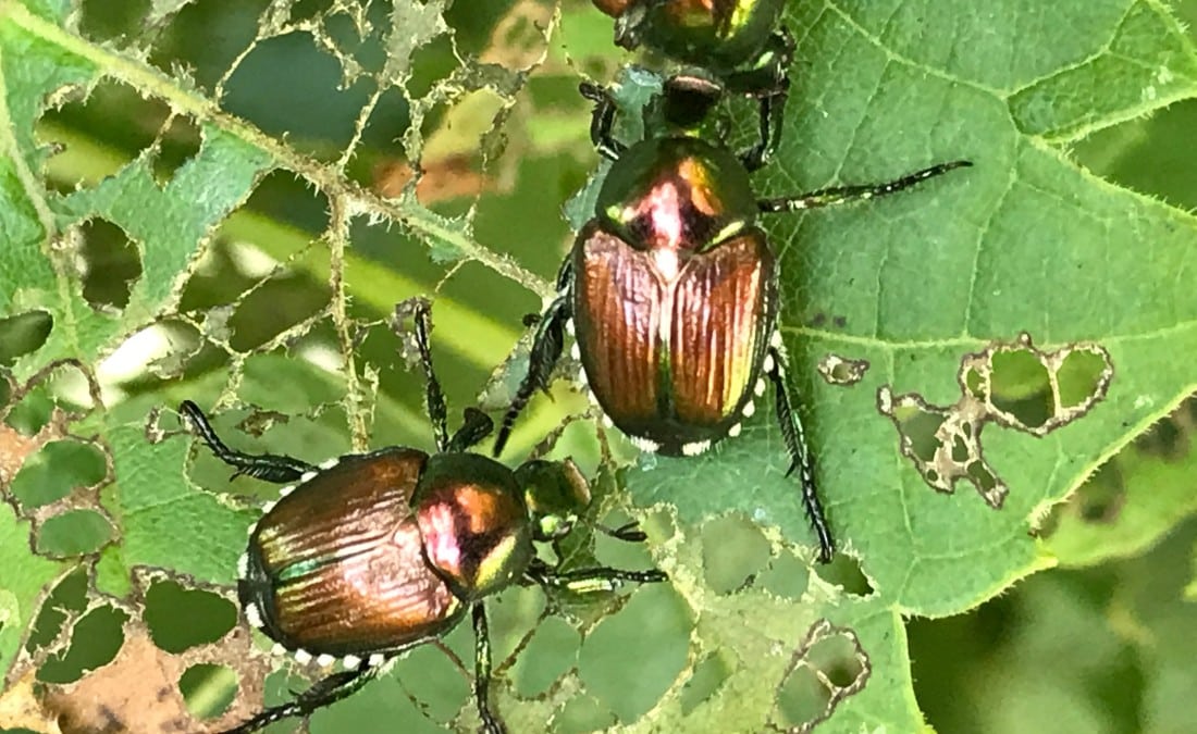 A close-up of two adult japanese beetle eating leaves of a tree