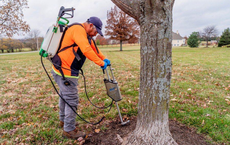 Arbor Masters technician performing deep root fertilization around a tree to improve soil health and nutrient delivery.