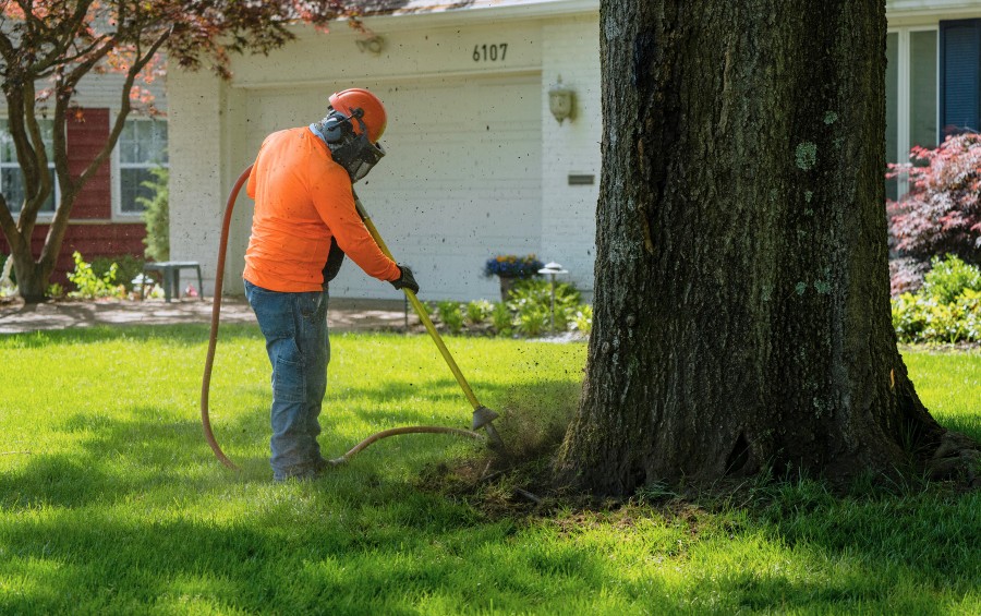 Arbor Masters plant health care specialist using an air spade to relieve soil compaction around a mature oak tree in Davenport, Iowa.