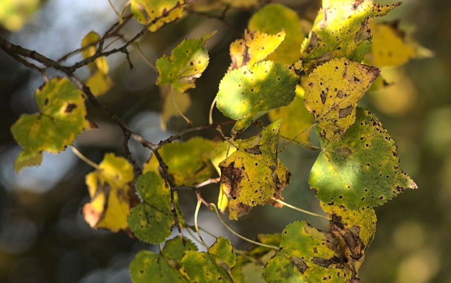 Severe drought stress damage on tree leaves showing brown scorch marks and yellowing indicating need for immediate professional care.