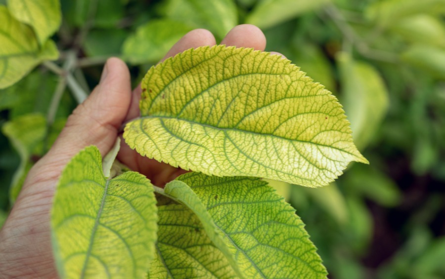 Close-up of tree leaf showing iron chlorosis with bright yellow tissue and dark green veins, commonly mistaken for drought stress in Iowa.
