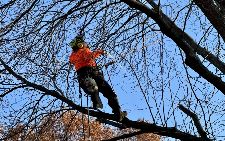 Professional arborist in orange safety gear and climbing harness using a handsaw to prune dormant tree branches while secured with ropes in the tree canopy, with late autumn foliage visible below.