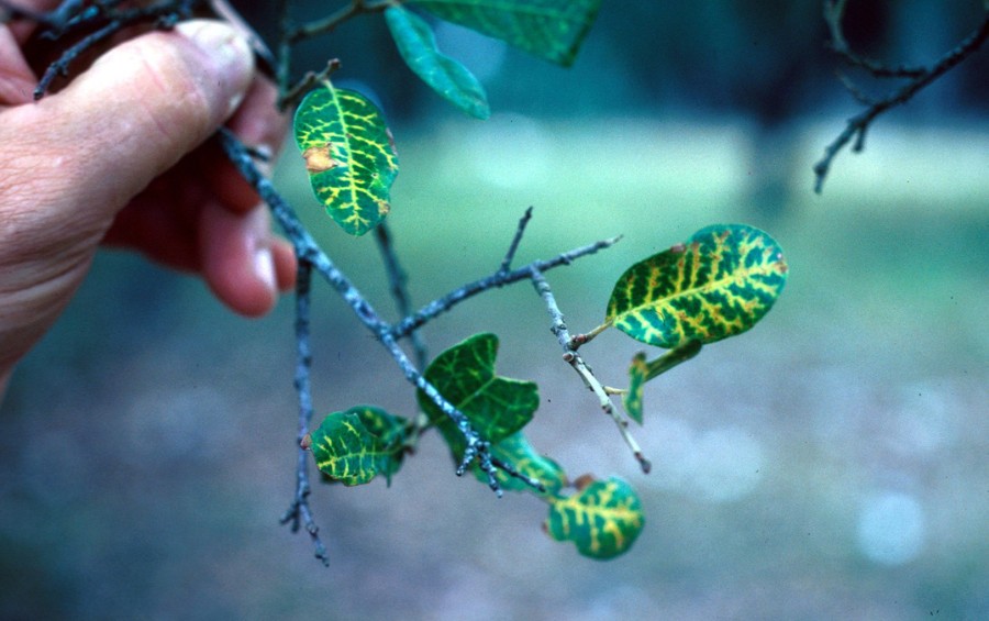 Close-up of oak leaves with veinal necrosis, where the leaf veins are turning yellow while the surrounding leaf tissue remains green.